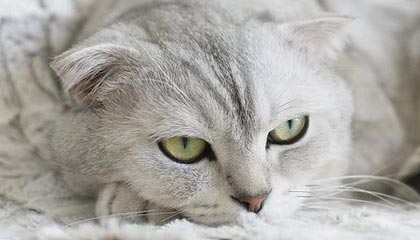 AYX GAMING-KPL赛区粉丝互动活动热烈举行，粉圈kpl什么意思