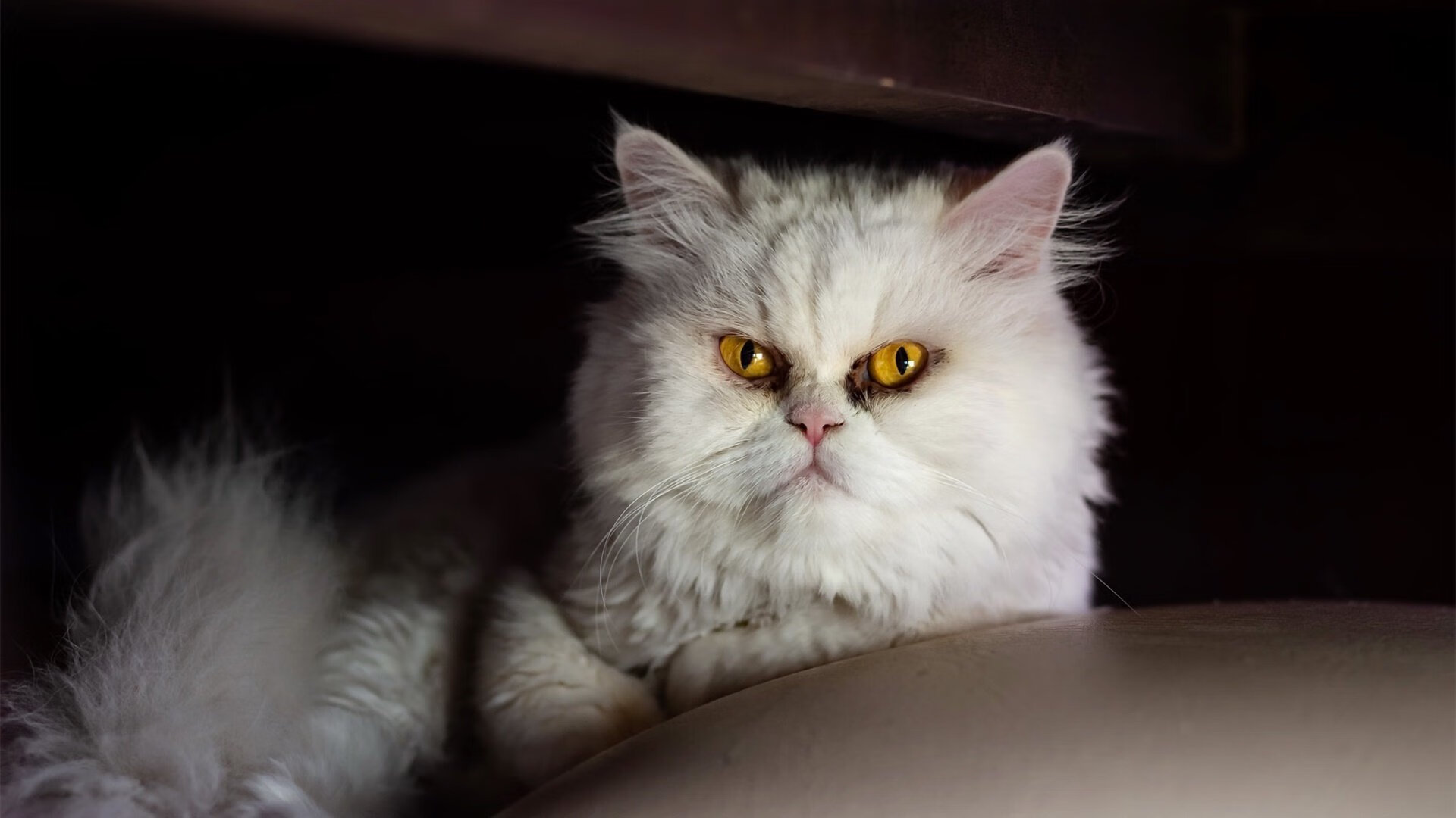 _湖人战斗精神焕发，期待持续胜利_，湖人 how many more