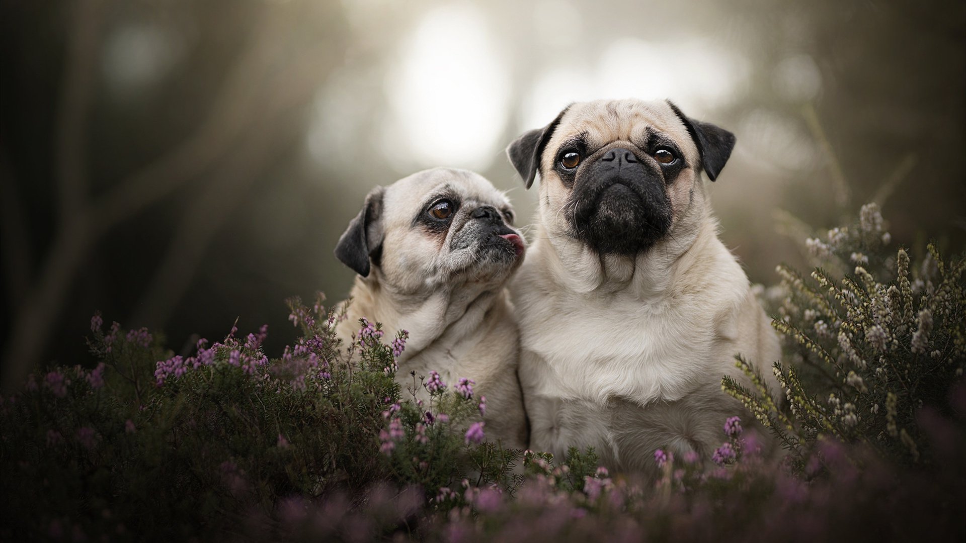 “法甲战役进入高潮,豪门逐鹿中原”,法甲激烈