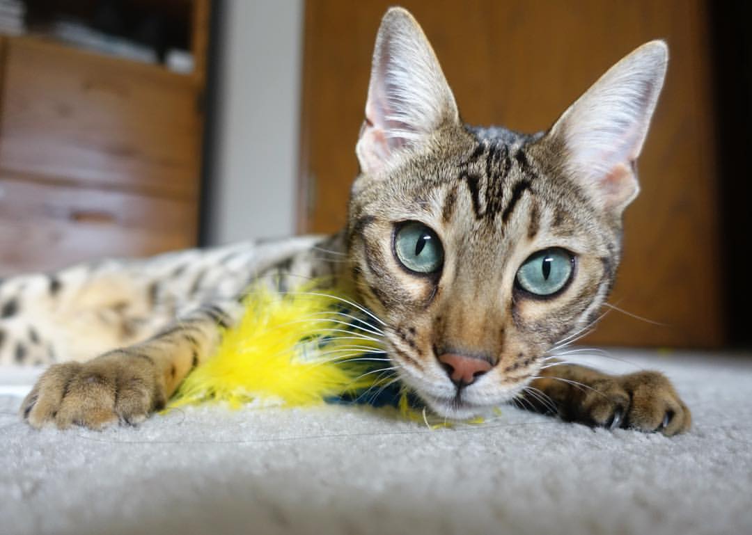 【VAR辅助判决】科技下的最强裁判组合,公平哪家强?,var裁判指的是