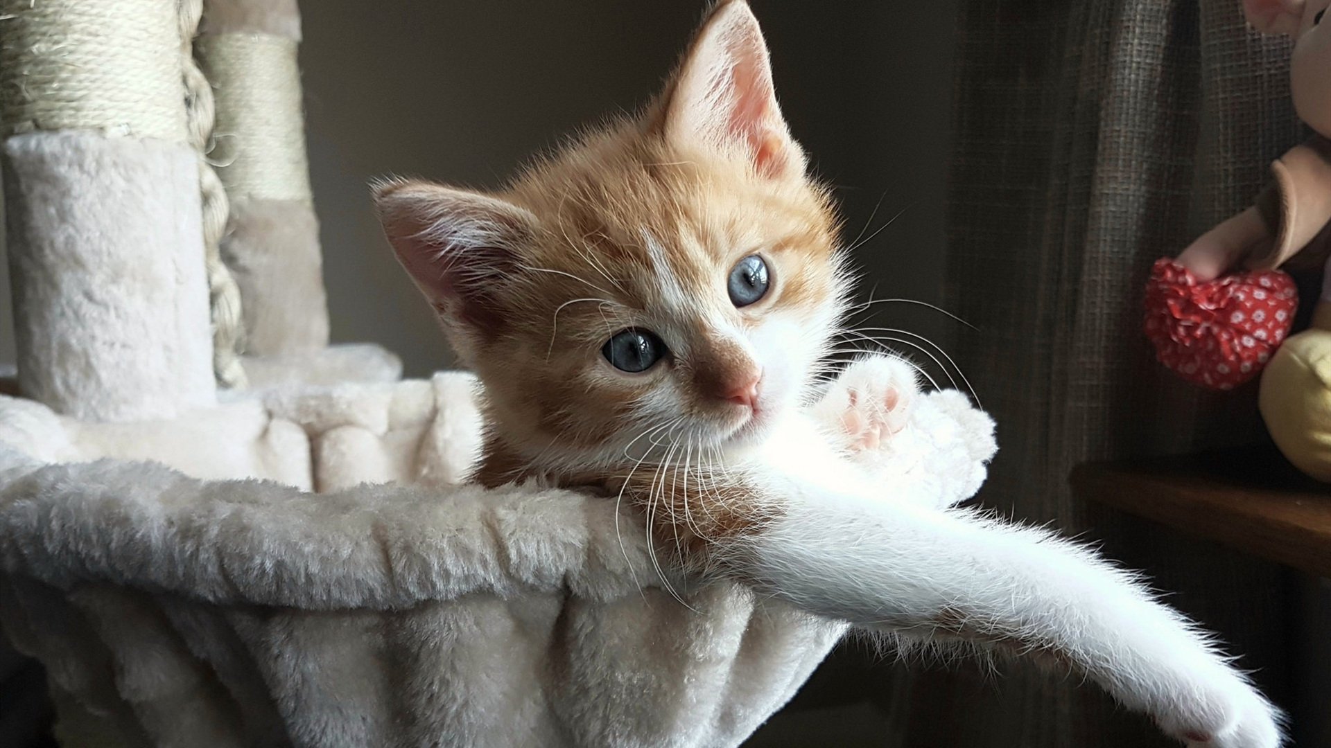 华人海外篮球协会推动中外青少年交流合作,海外篮球联赛