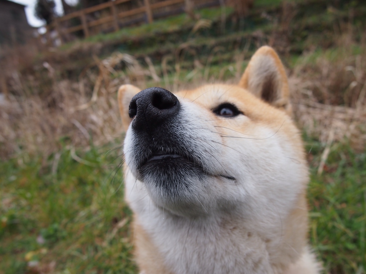 意甲：拉齐奥2-0完胜萨索洛，奥斯梅恩梅开二度，意甲ac拉齐奥