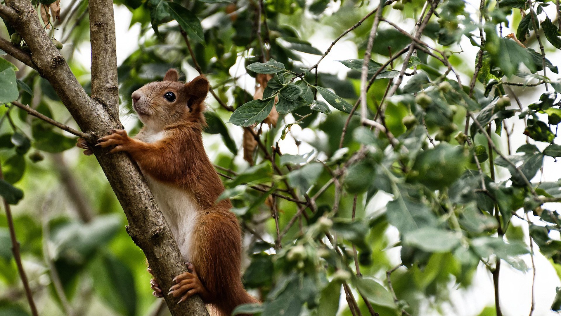 爱游戏官方网站-比利时田径队在本届奥运会上共获3枚奖牌，比利时奥运会奖牌榜