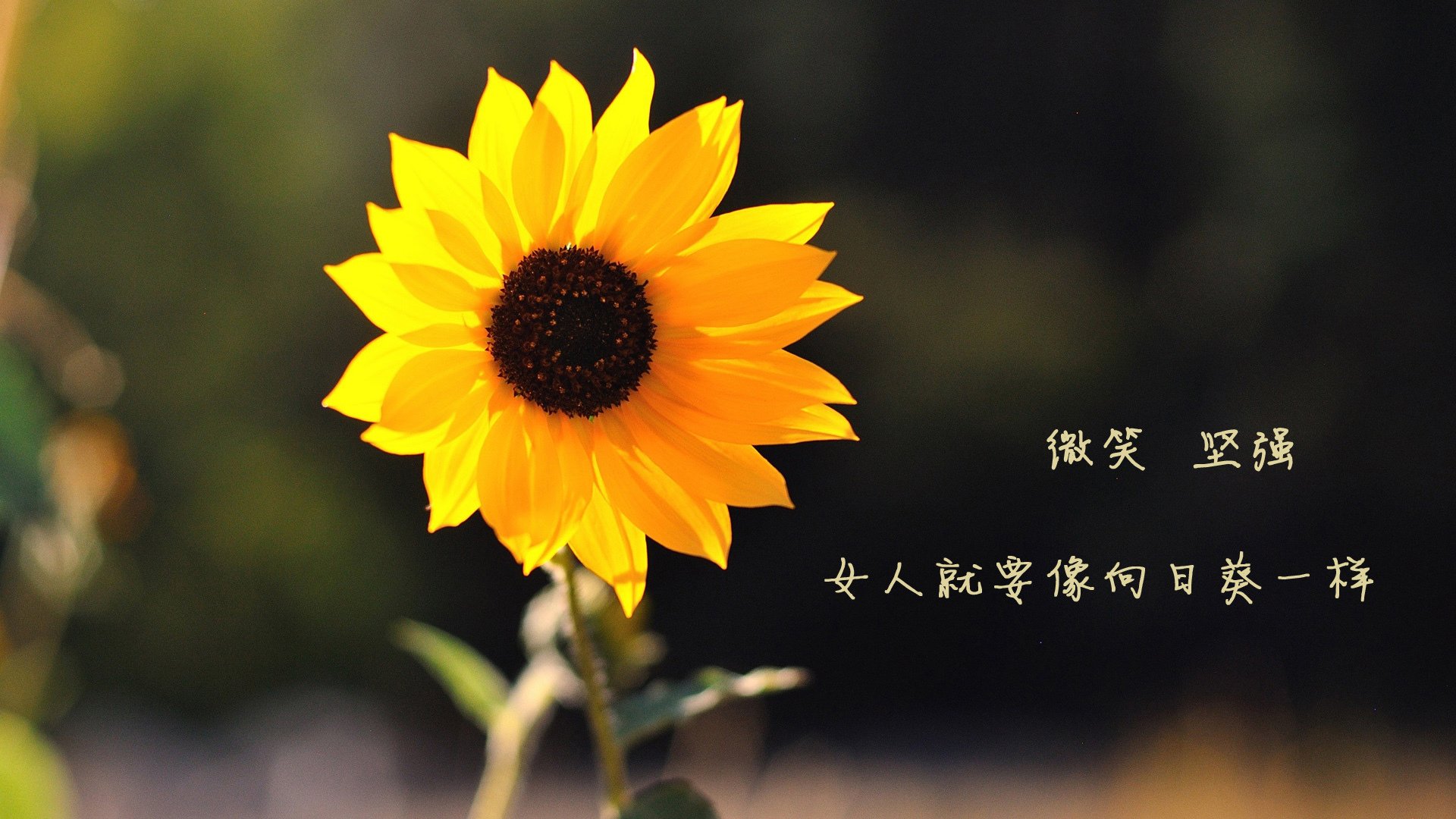 比利·库利巴利在NBA常规赛中贡献稳定，库利巴利真实身高