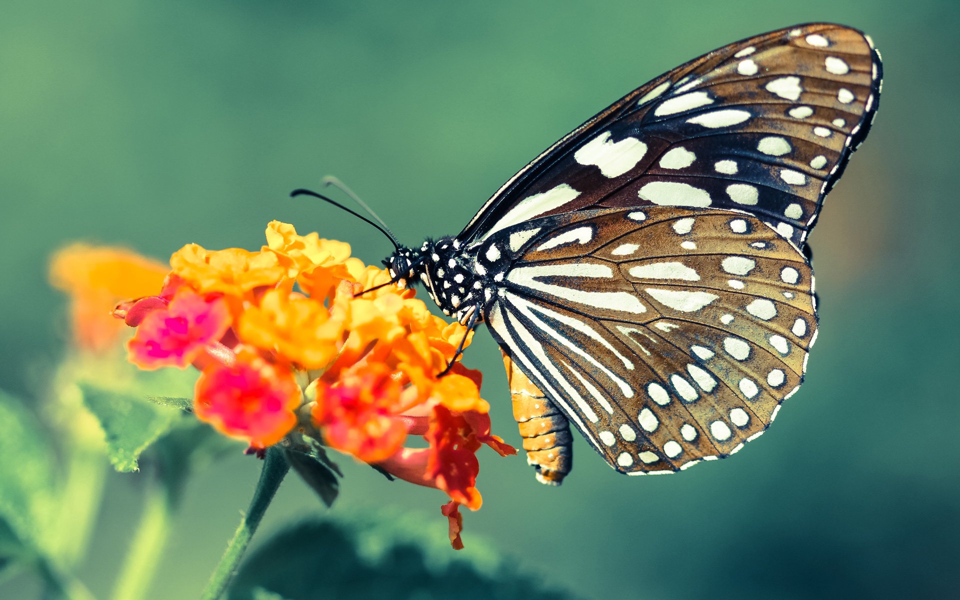 勇士队球队进攻组织更加合理，勇士队配合