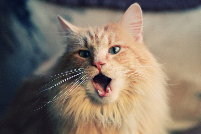 斯旺西客场取胜,连续两个客场胜利,球队浴火重生,斯旺西主场球衣