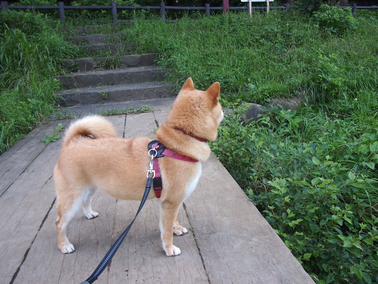 电竞战队财务管理体系建设及盈利模式多样化探索，电竞战队会计岗位需求