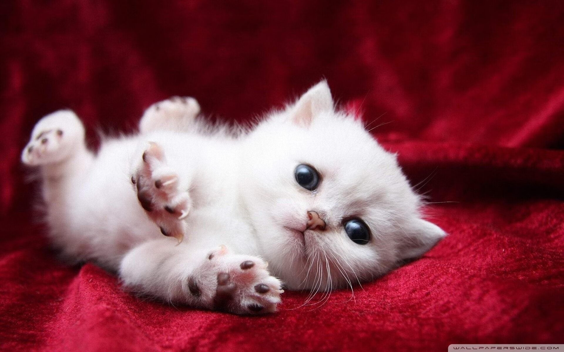 AYX官网-电竞明星访谈：谈未来发展，五大电竞明星