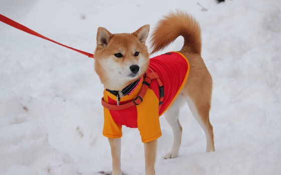 爱游戏中国官方网站平台-电竞城市加快电竞赛事转播平台建设，电竞转播直播平台