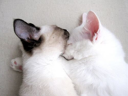 电竞城市加快电竞赛事转播平台建设，电竞转播直播平台