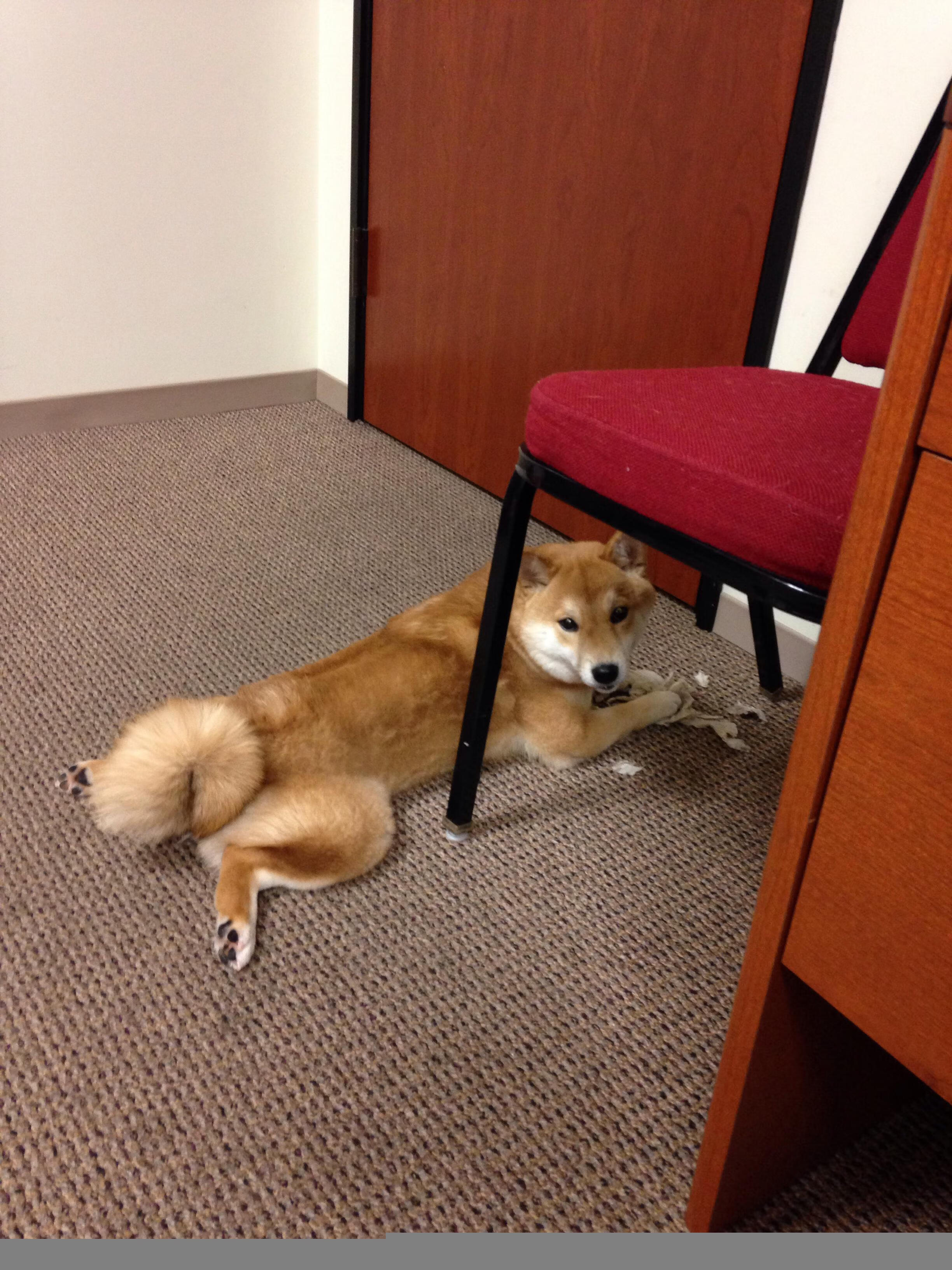 NBA联盟裁判员心理培训及行为规范,nba裁判员名单