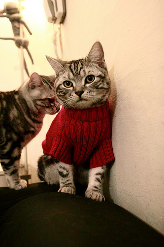 体育新闻中心发布运动科技与传媒融合典型案例，体育与新媒体融合发展研究