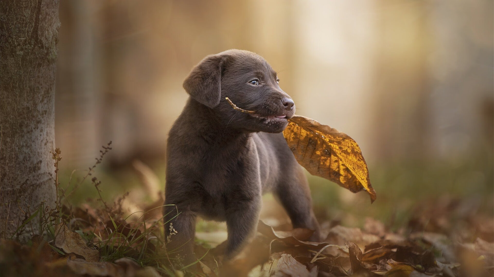 爱游戏登录入口-法甲青训崛起：未来之星日益耀眼！，法甲潜力球员